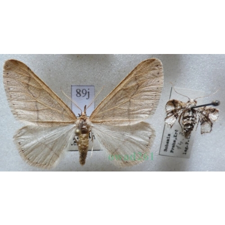Agriopis marginaria (Fabricius, 1776) pair Zimowek obrzeżek Czech89j